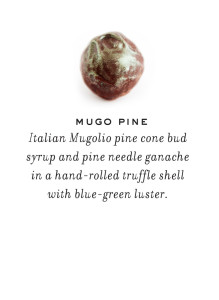 Mugo Pine